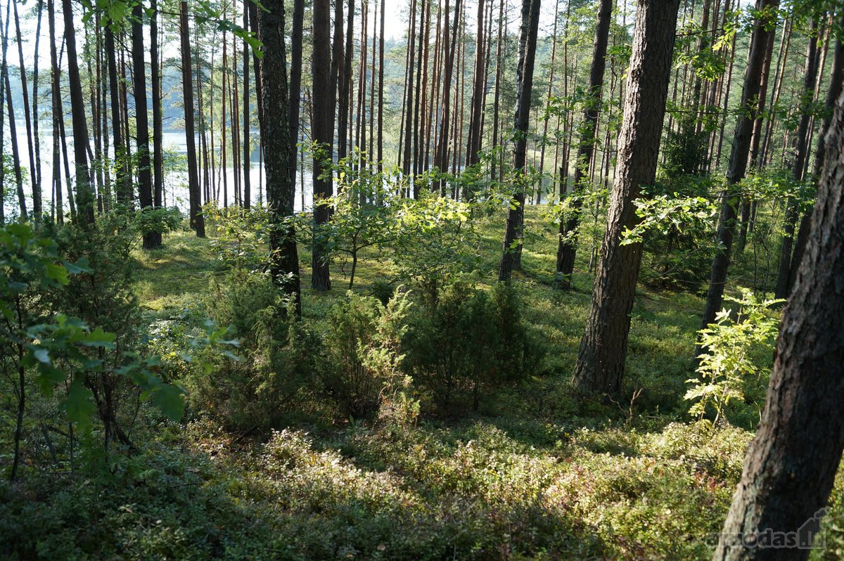 Parduodamas 5.6 ha ypatingo grožio miškų ūkio - nuotraukos Nr. 16