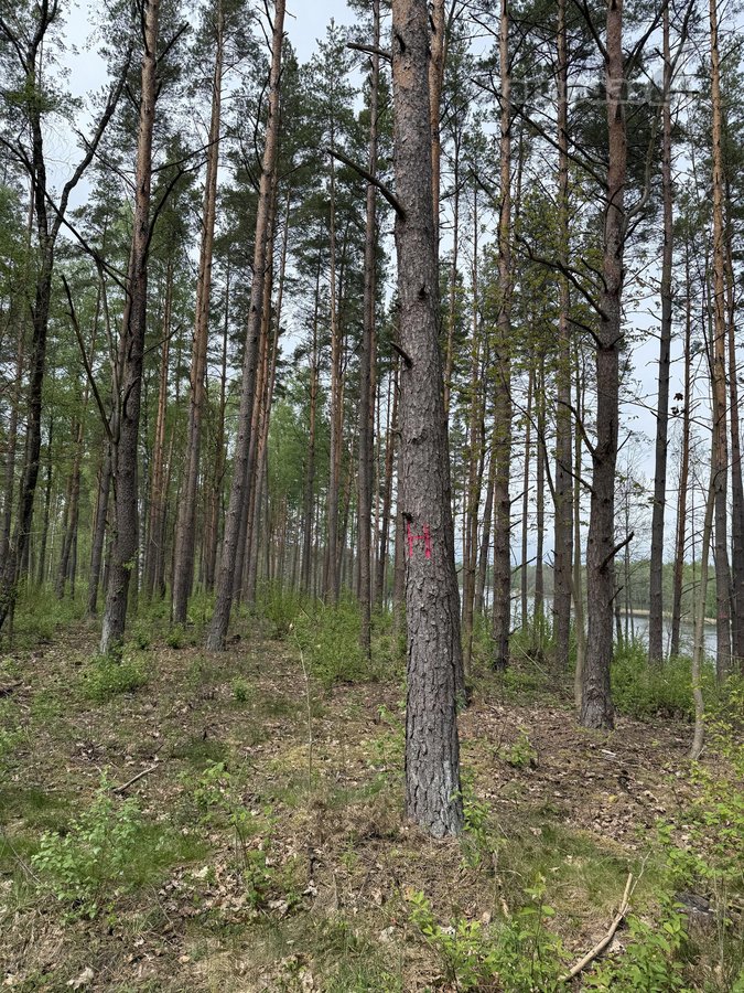 Parduodami žemės sklypai šalia Druskininkų - nuotraukos Nr. 11