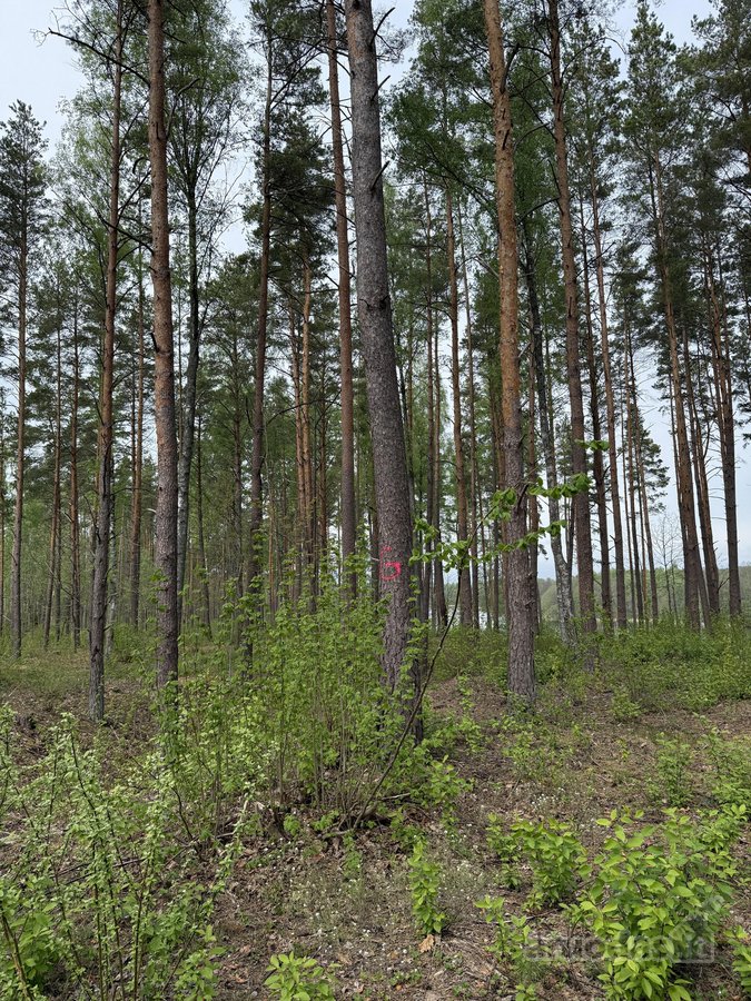 Parduodami žemės sklypai šalia Druskininkų - nuotraukos Nr. 12