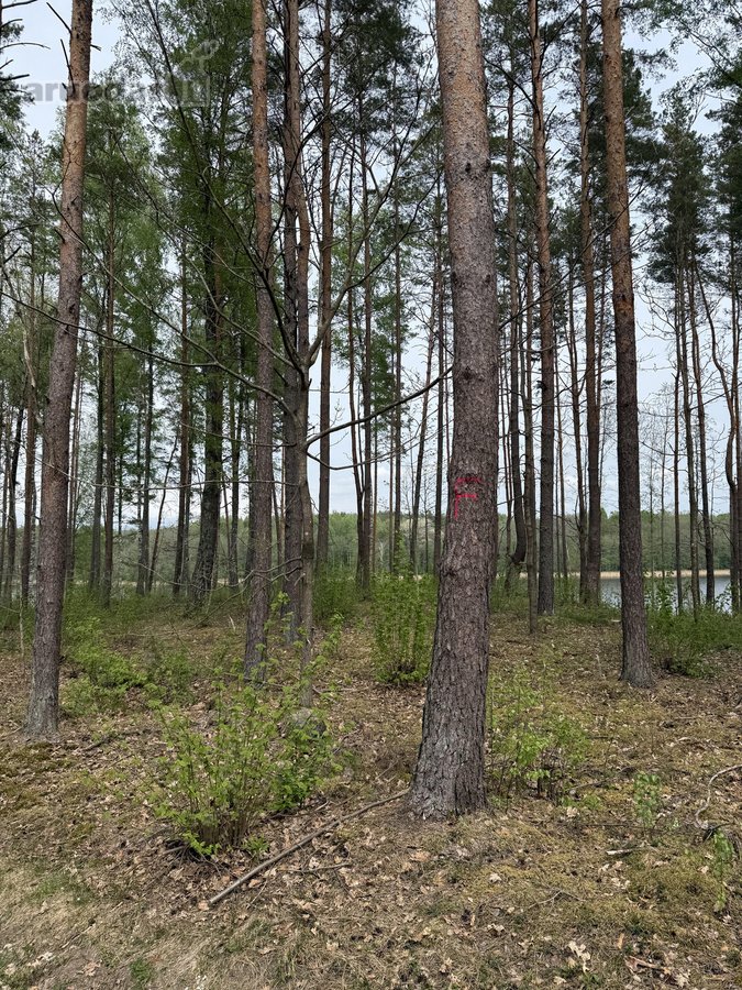 Parduodami žemės sklypai šalia Druskininkų - nuotraukos Nr. 13