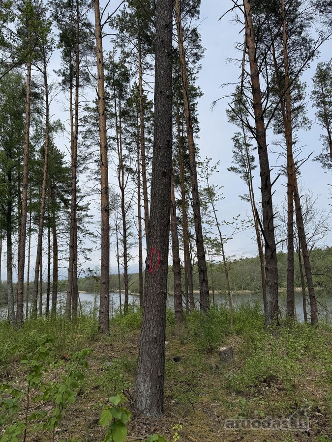 Parduodami žemės sklypai šalia Druskininkų - nuotraukos Nr. 17