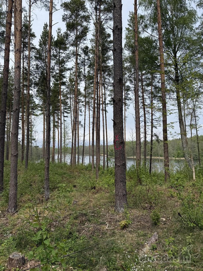 Parduodami žemės sklypai šalia Druskininkų - nuotraukos Nr. 18