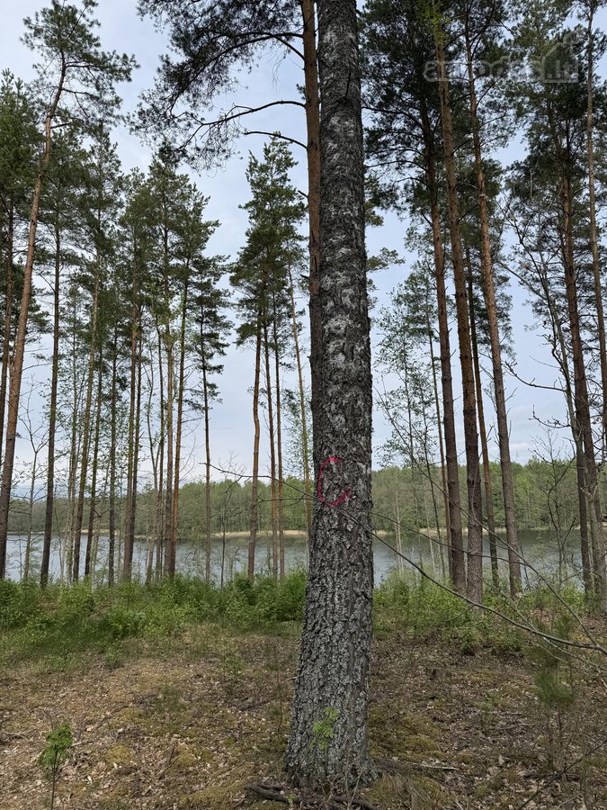 Parduodami žemės sklypai šalia Druskininkų - nuotraukos Nr. 19