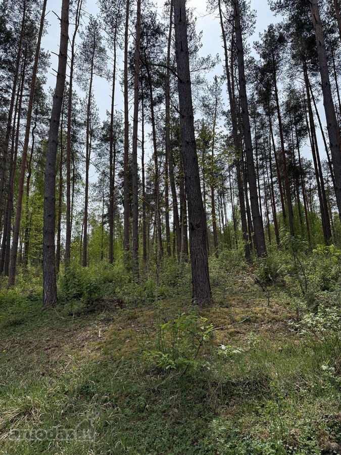 Parduodami žemės sklypai šalia Druskininkų - nuotraukos Nr. 24