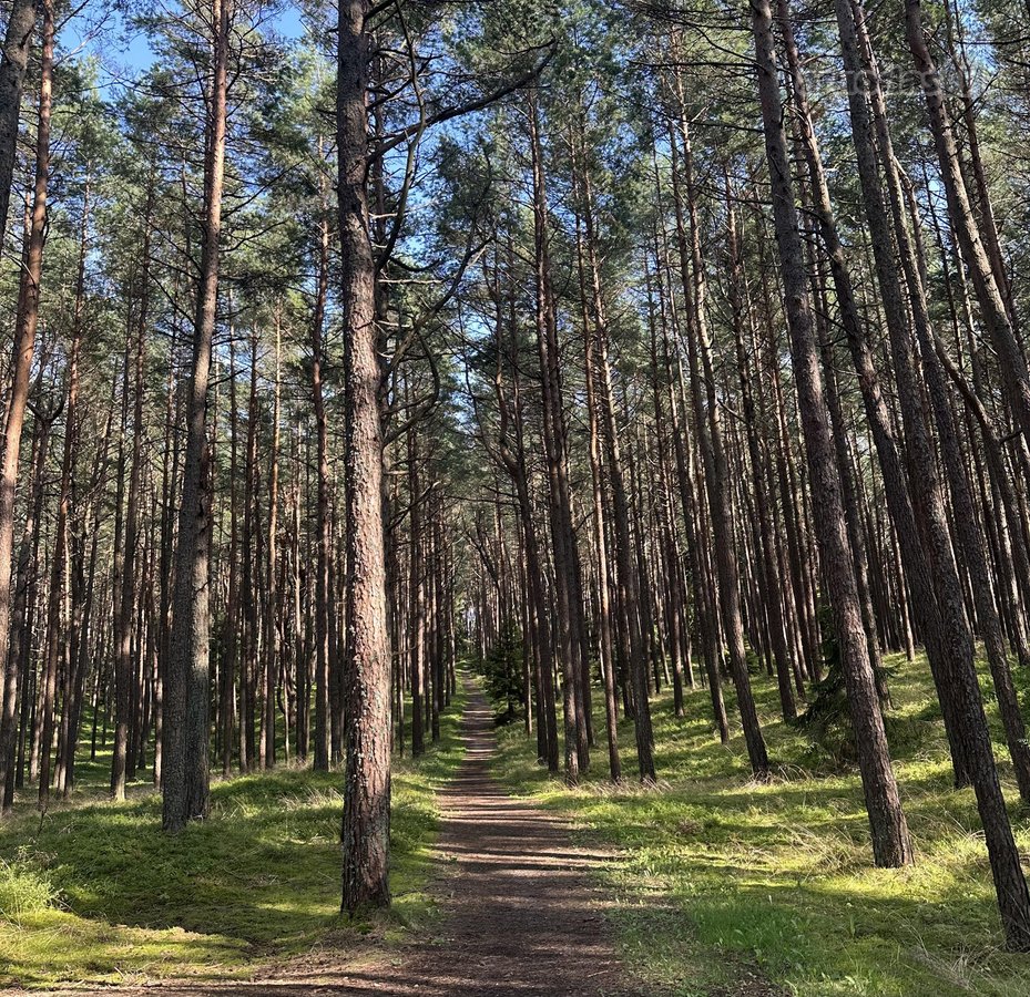 Parduodamas jaukus ir prižiūrėtas 2 kambarių - nuotraukos Nr. 13
