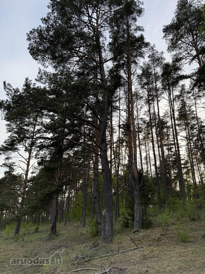 Parduodami namų valdų ir miškų ūkio - nuotraukos Nr. 3