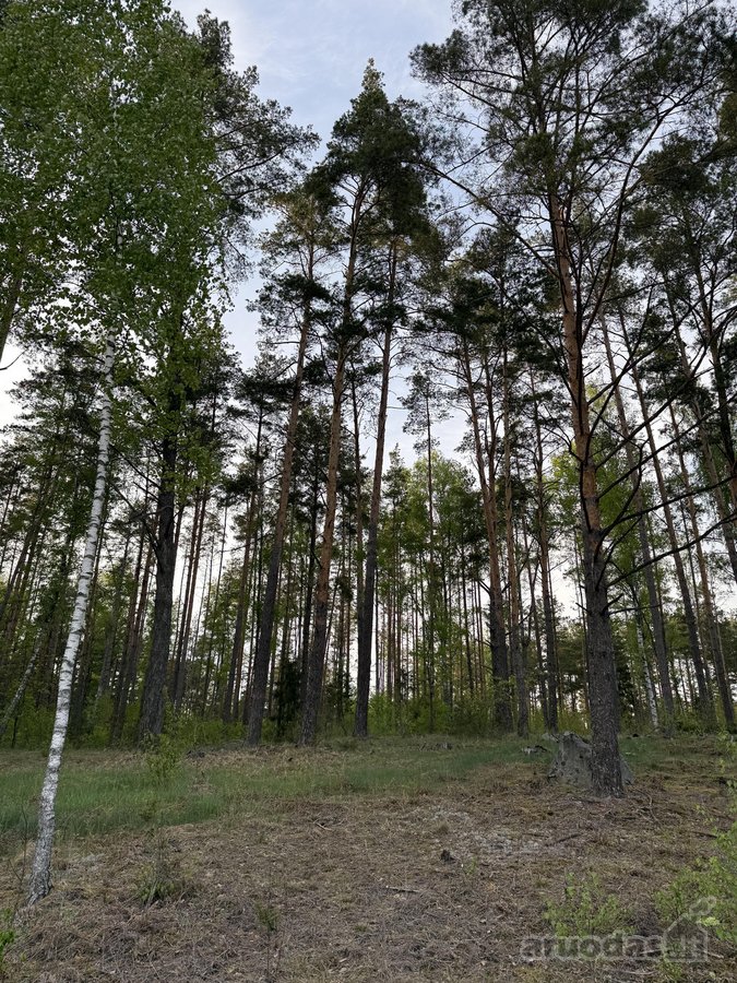 Parduodami namų valdų ir miškų ūkio - nuotraukos Nr. 4