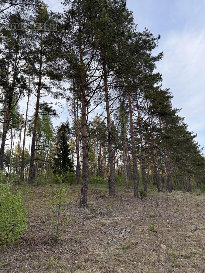 Parduodami namų valdų ir miškų ūkio - nuotraukos Nr. 5