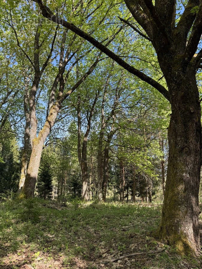 Parduodamas namų valdos sklypas atokioje