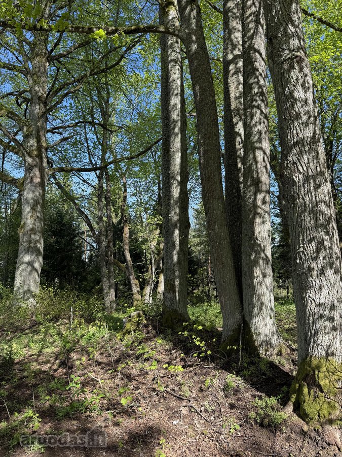 Parduodamas namų valdos sklypas atokioje - nuotraukos Nr. 3