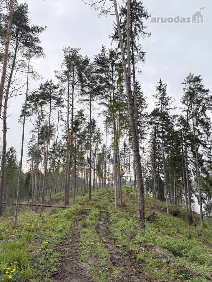 Parduodamas miškų ūkio paskirties sklypas - nuotraukos Nr. 2