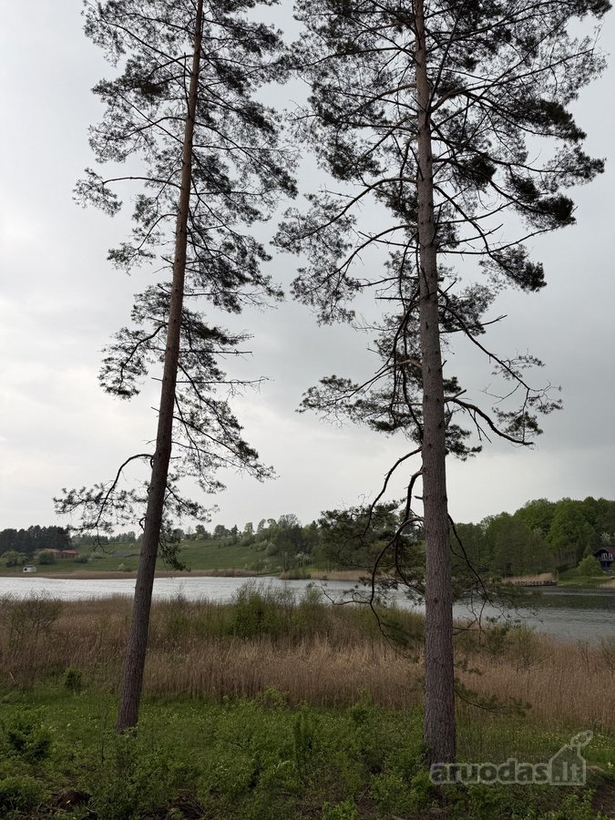 Parduodamas miškų ūkio paskirties sklypas - nuotraukos Nr. 3