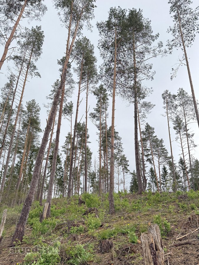 Parduodamas miškų ūkio paskirties sklypas - nuotraukos Nr. 4
