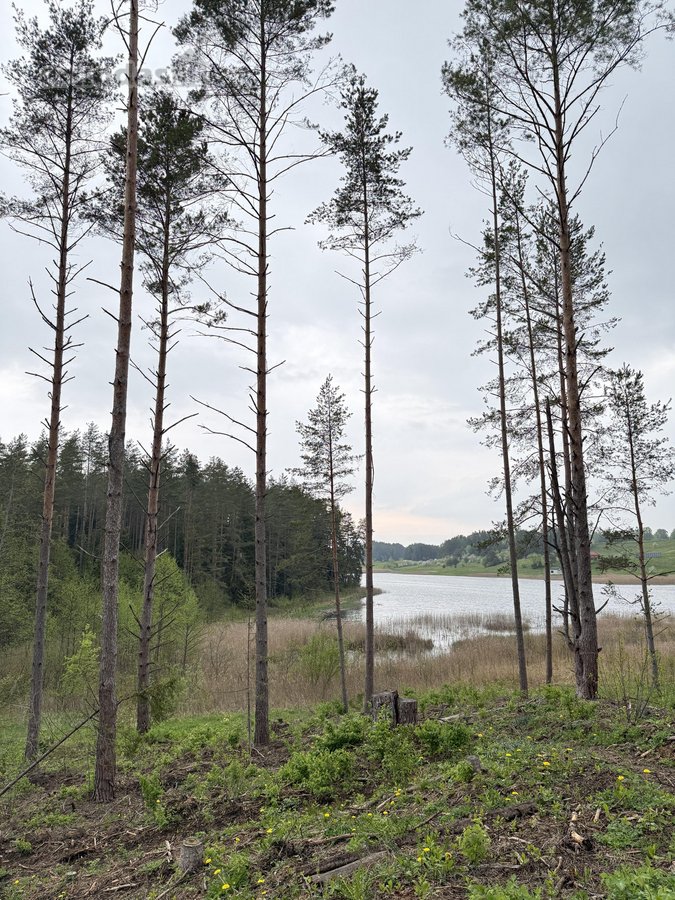 Parduodamas miškų ūkio paskirties sklypas - nuotraukos Nr. 6
