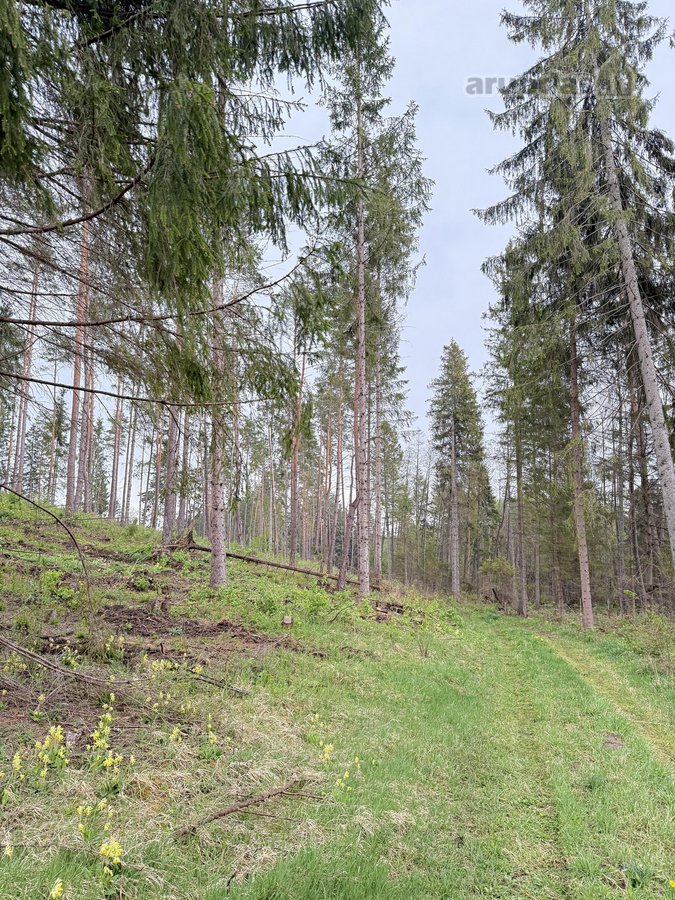 Parduodamas miškų ūkio paskirties sklypas - nuotraukos Nr. 7