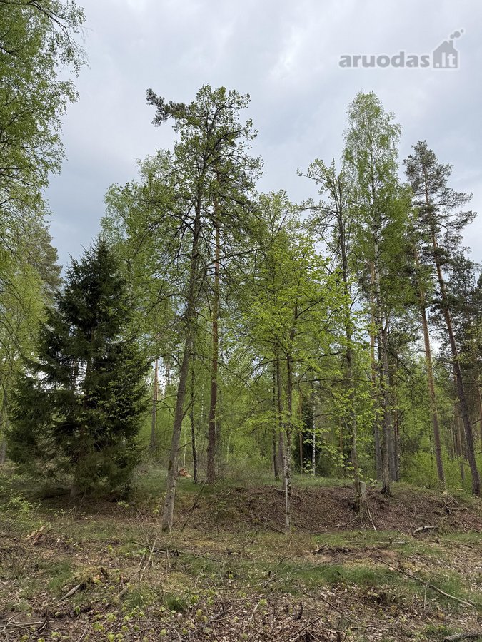 Parduodamas miškų ūkio paskirties žemės - nuotraukos Nr. 2