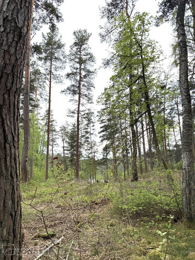 Parduodamas miškų ūkio paskirties žemės - nuotraukos Nr. 3