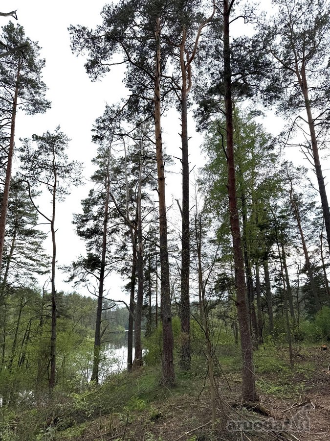 Parduodamas miškų ūkio paskirties žemės - nuotraukos Nr. 4