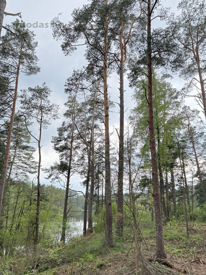 Parduodamas miškų ūkio paskirties žemės - nuotraukos Nr. 5
