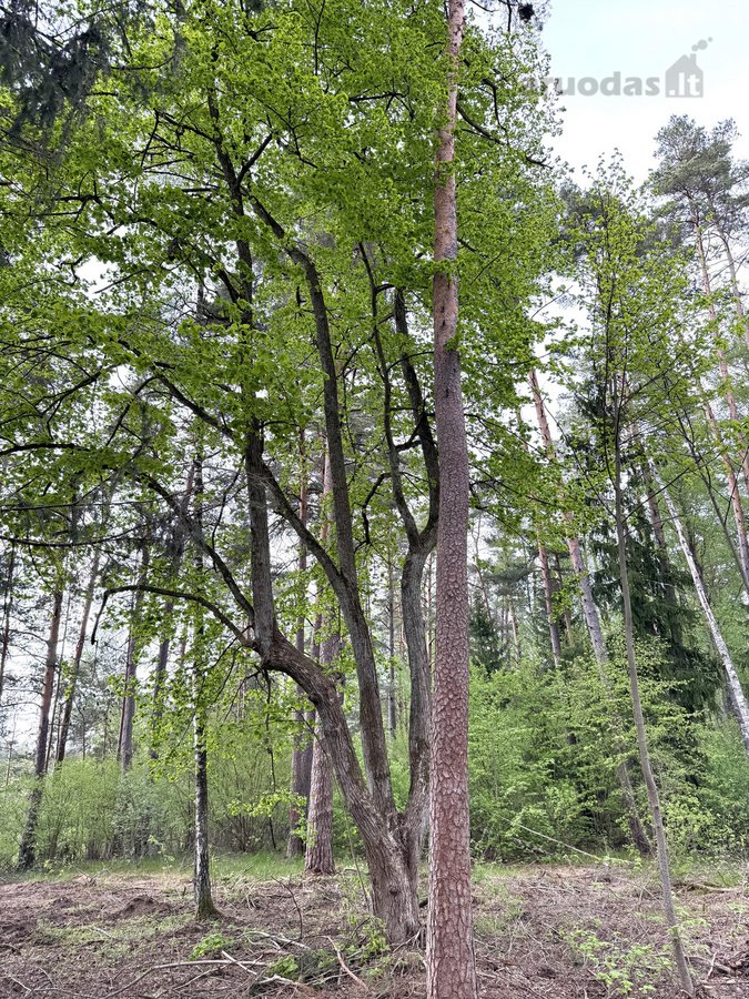Parduodamas miškų ūkio paskirties žemės - nuotraukos Nr. 6