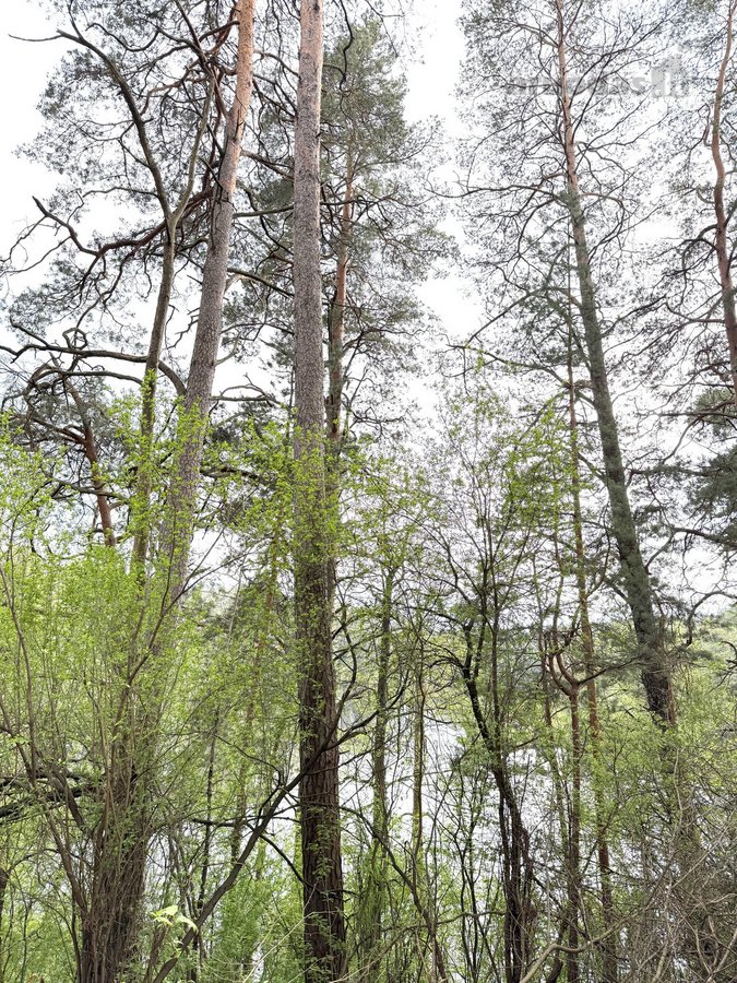 Parduodamas miškų ūkio paskirties žemės - nuotraukos Nr. 7