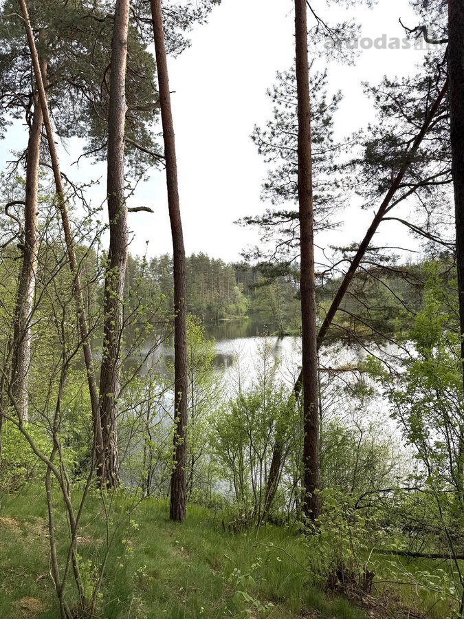 Parduodamas miškų ūkio paskirties žemės - nuotraukos Nr. 9