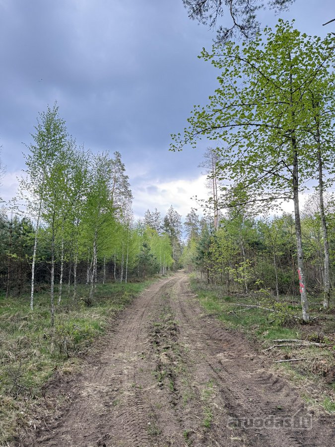 Parduodamas miškų ūkio paskirties žemės - nuotraukos Nr. 11