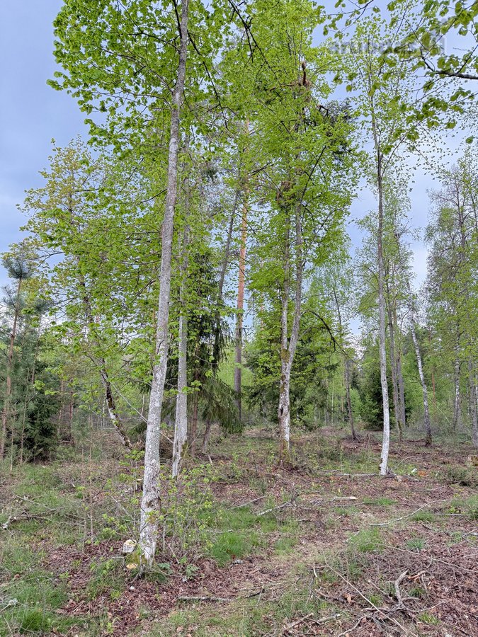 Parduodamas miškų ūkio paskirties žemės - nuotraukos Nr. 12