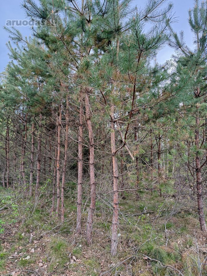 Parduodamas miškų ūkio paskirties žemės - nuotraukos Nr. 13