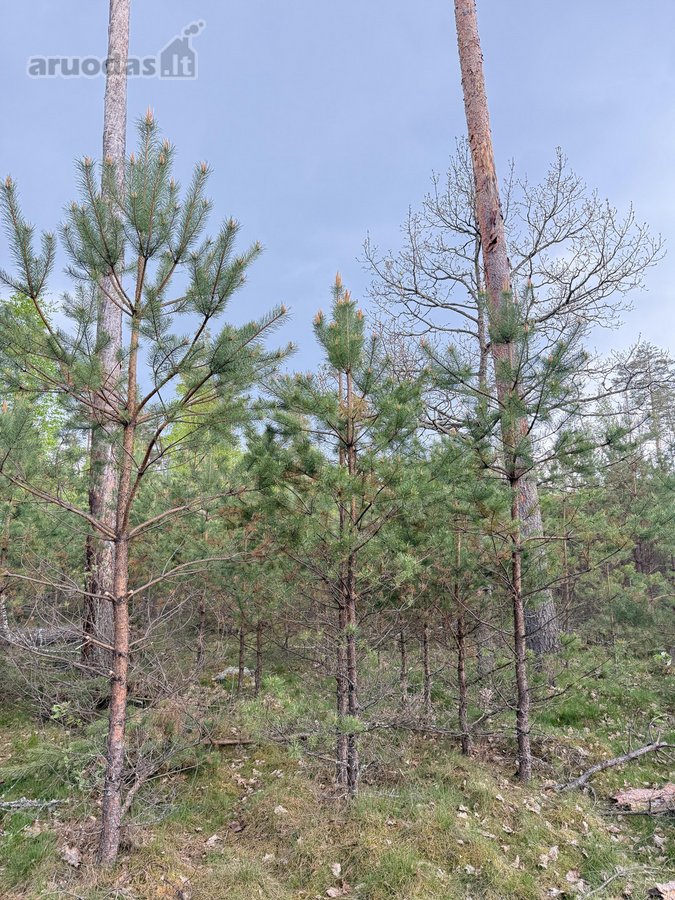 Parduodamas miškų ūkio paskirties žemės - nuotraukos Nr. 14