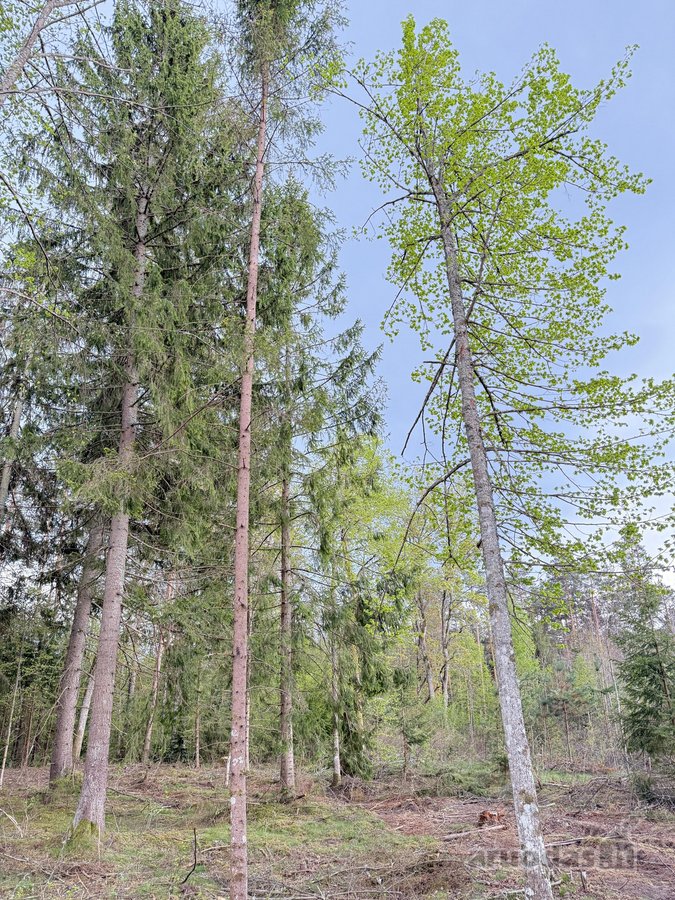 Parduodamas miškų ūkio paskirties žemės - nuotraukos Nr. 15