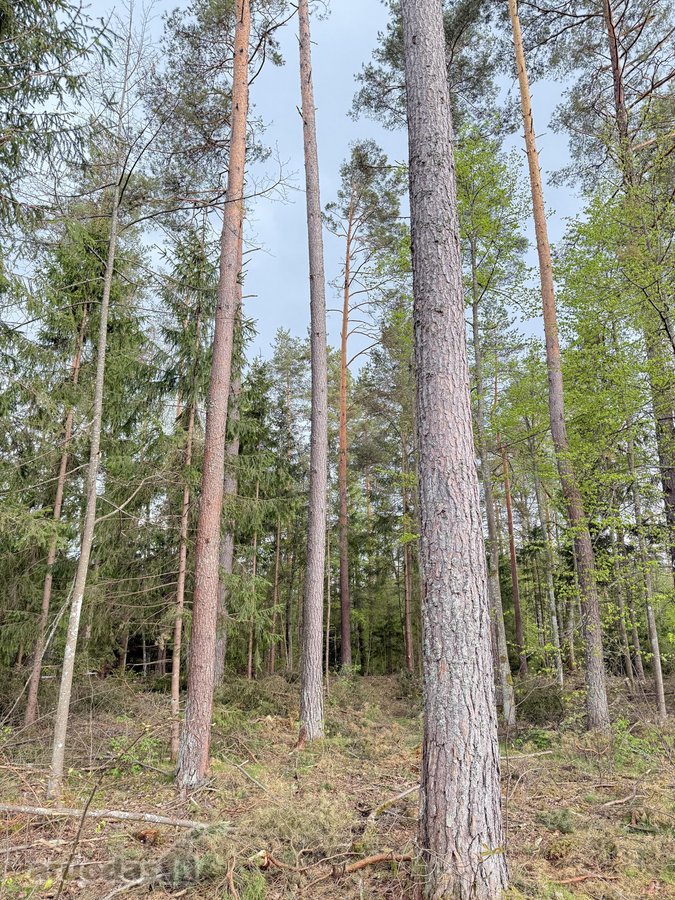 Parduodamas miškų ūkio paskirties žemės - nuotraukos Nr. 16