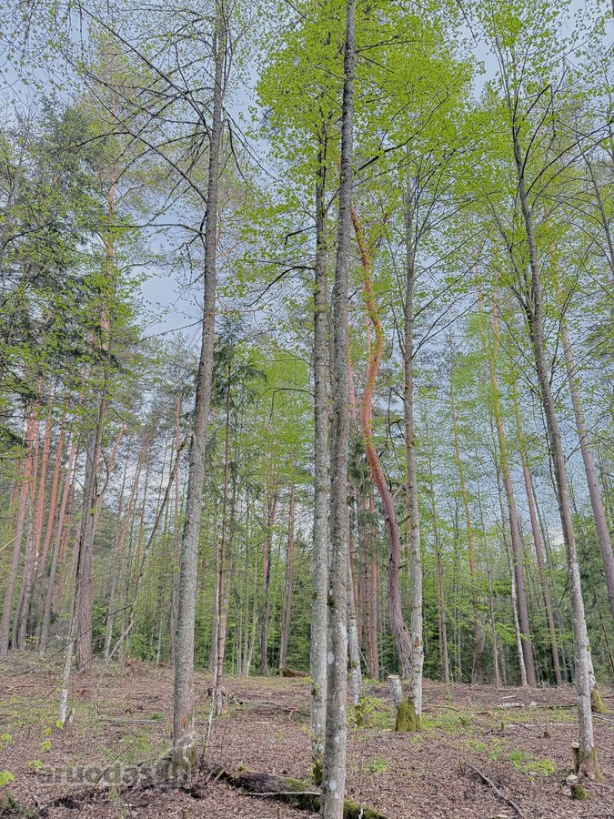 Parduodamas miškų ūkio paskirties žemės - nuotraukos Nr. 17
