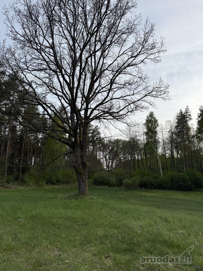 Parduodami namų valdų, žemės ūkio bei miškų - nuotraukos Nr. 12