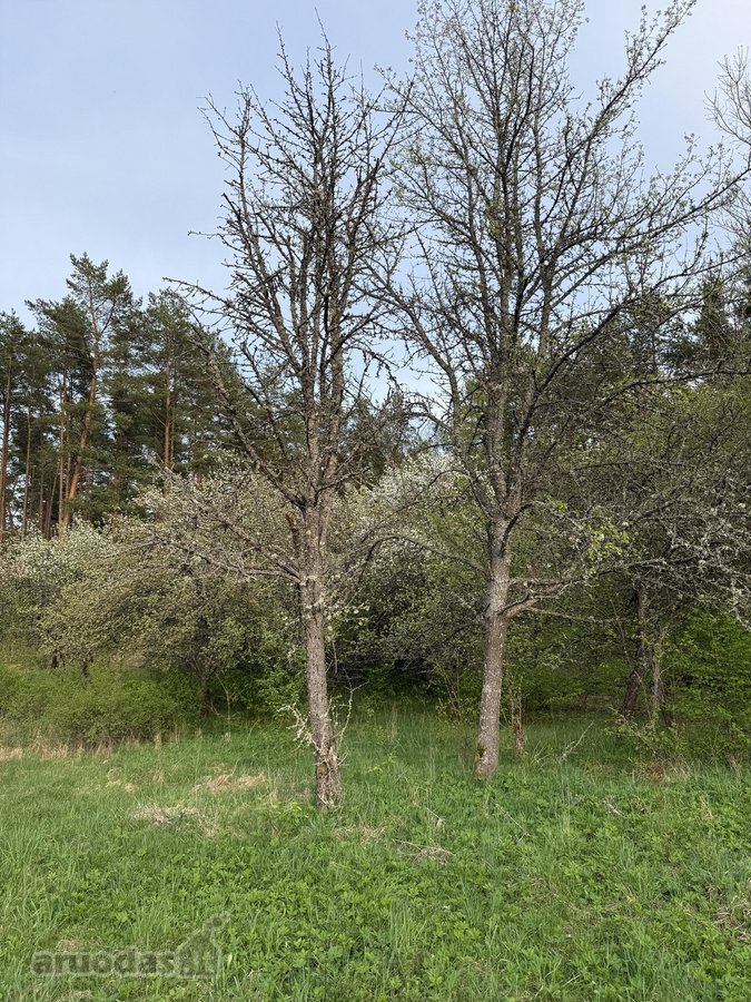 Parduodami namų valdų, žemės ūkio bei miškų - nuotraukos Nr. 16
