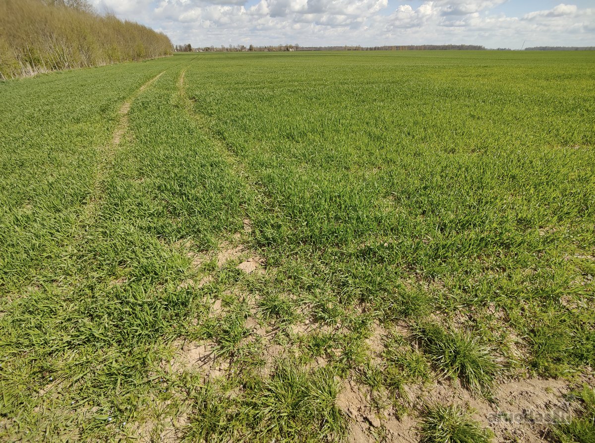 Parduodami aukšto našumo žemės ir miško - nuotraukos Nr. 18