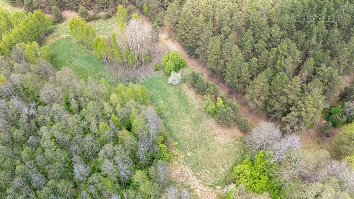 57 A Namų Valdos Sklypas Miško Apsuptyje – - nuotraukos Nr. 15