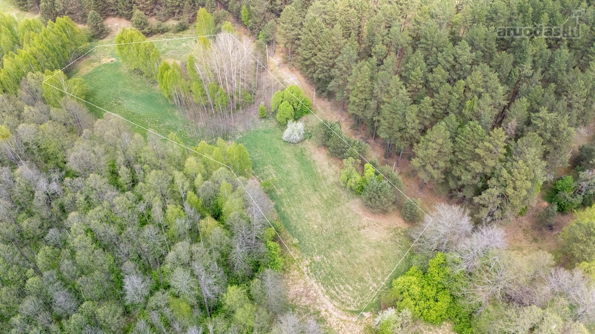 57 A Namų Valdos Sklypas Miško Apsuptyje – - nuotraukos Nr. 5