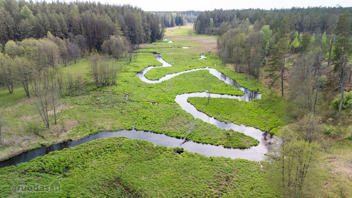 57 A Namų Valdos Sklypas Miško Apsuptyje – - nuotraukos Nr. 17