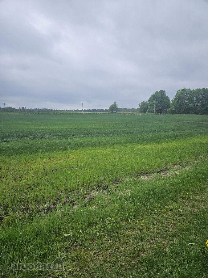 Nuomojamas žemės ūkio paskirties sklypas - nuotraukos Nr. 3