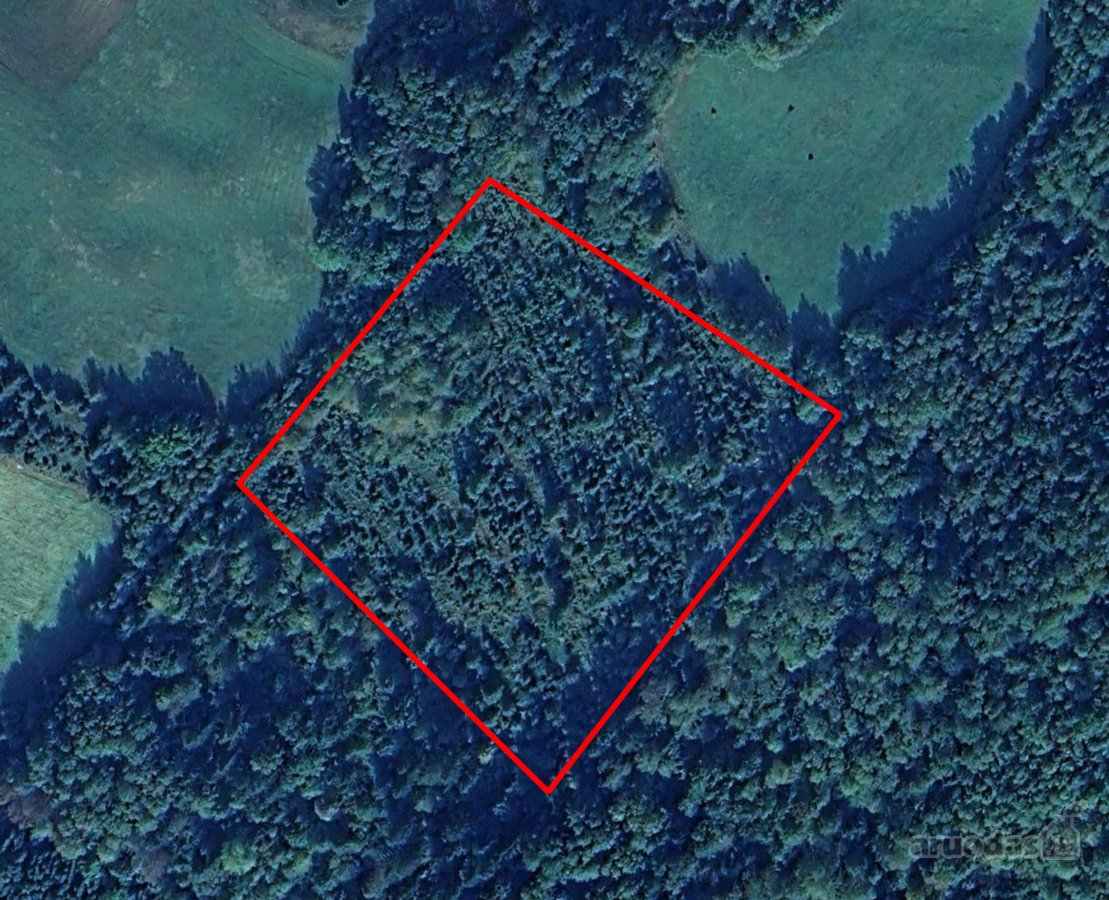 Jaunas 18 metų eglynas su 0,3 ha brandaus