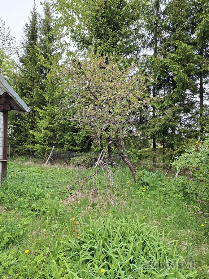 Parduodama sodyba birzu rajone iskoniu kaime - nuotraukos Nr. 20