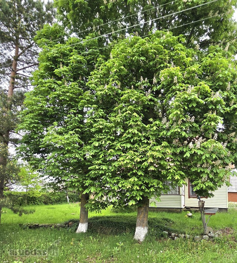 Du dideli kaštonai prie namo tampa tikru šios - nuotraukos Nr. 10