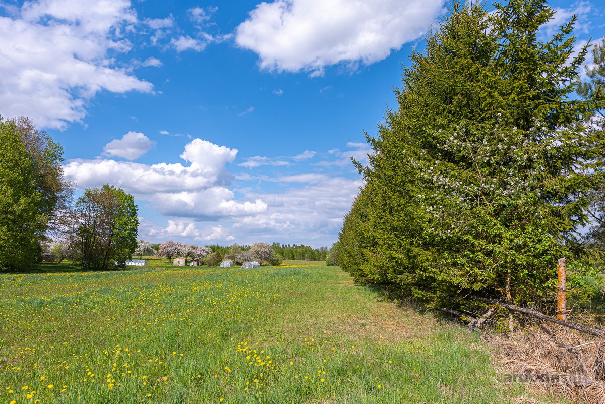 Užugriovio kaime parduodamas 3,1 ha žemės - nuotraukos Nr. 12