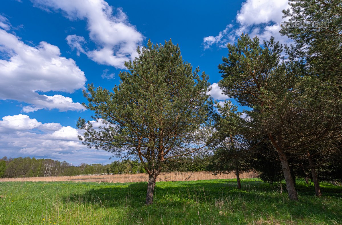 Užugriovio kaime parduodamas 3,1 ha žemės - nuotraukos Nr. 24