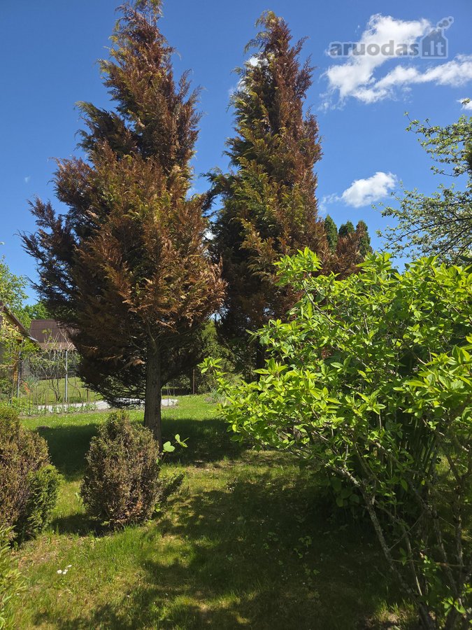Šalia Tauragės parduodamas puikus,prižiūretas - nuotraukos Nr. 4