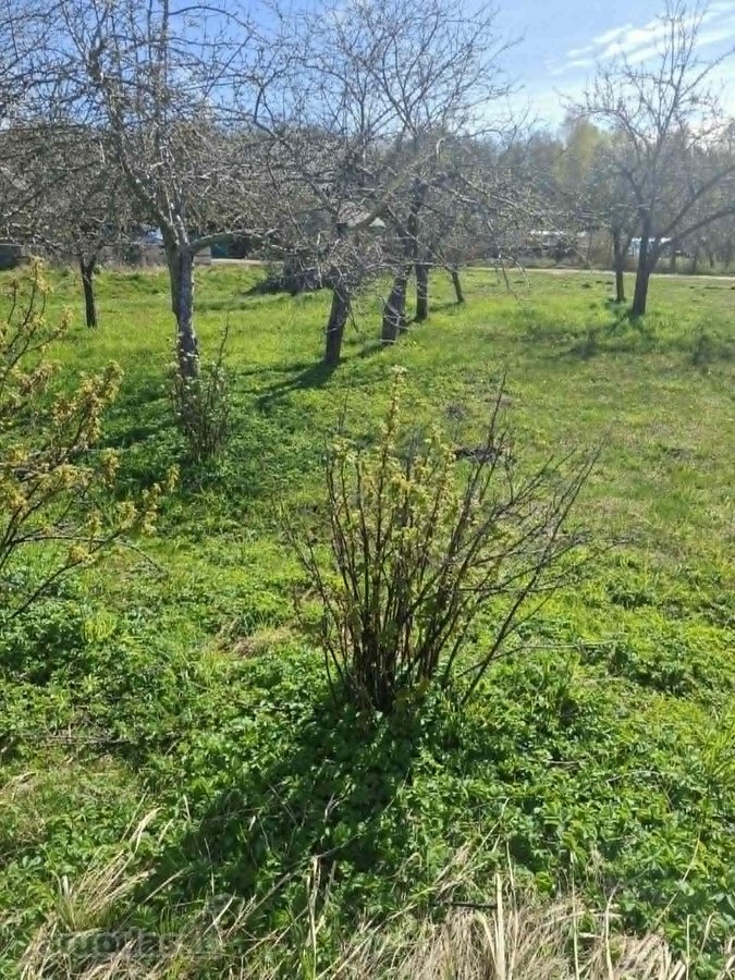 Parduodamas sodo sklypas Palangoje, - nuotraukos Nr. 8