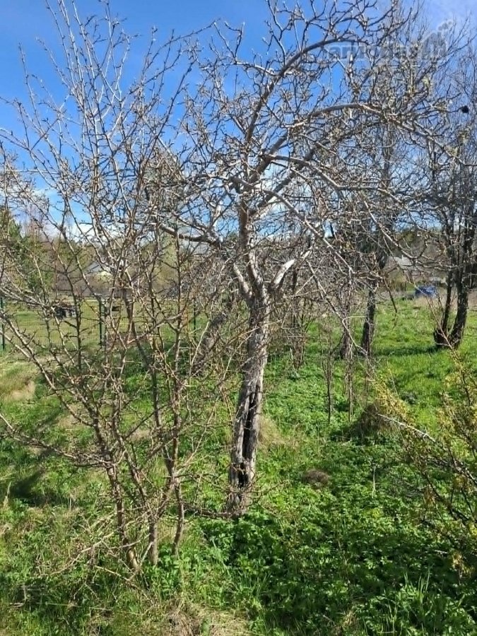 Parduodamas sodo sklypas Palangoje, - nuotraukos Nr. 9
