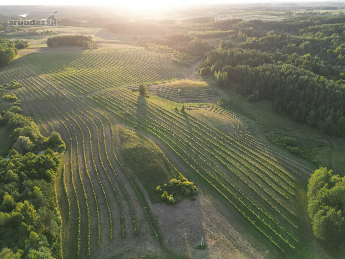 Parduodamas 30 hektarų ekologiškas obuolių - nuotraukos Nr. 3