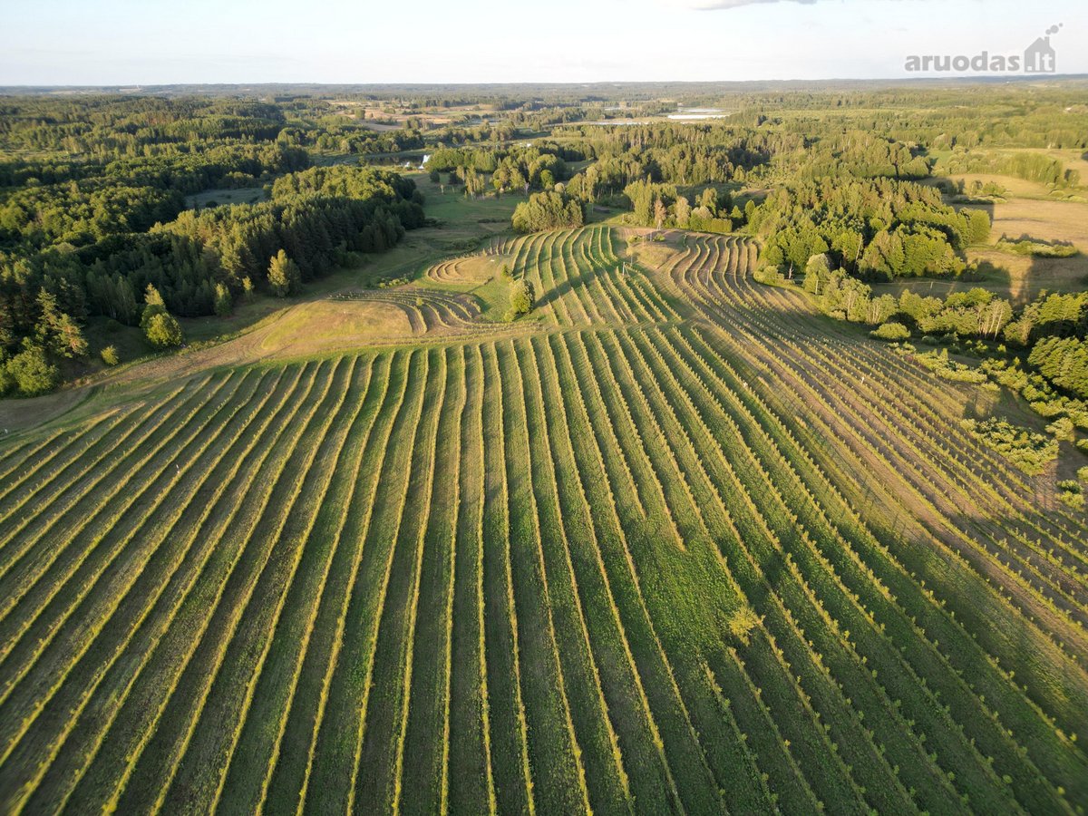 Parduodamas 30 hektarų ekologiškas obuolių - nuotraukos Nr. 2